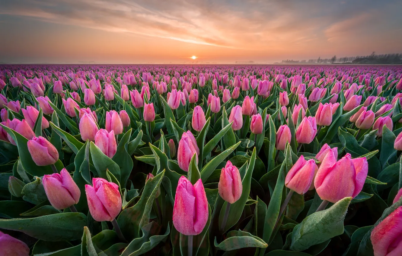 Photo wallpaper flowers, tulips, pink