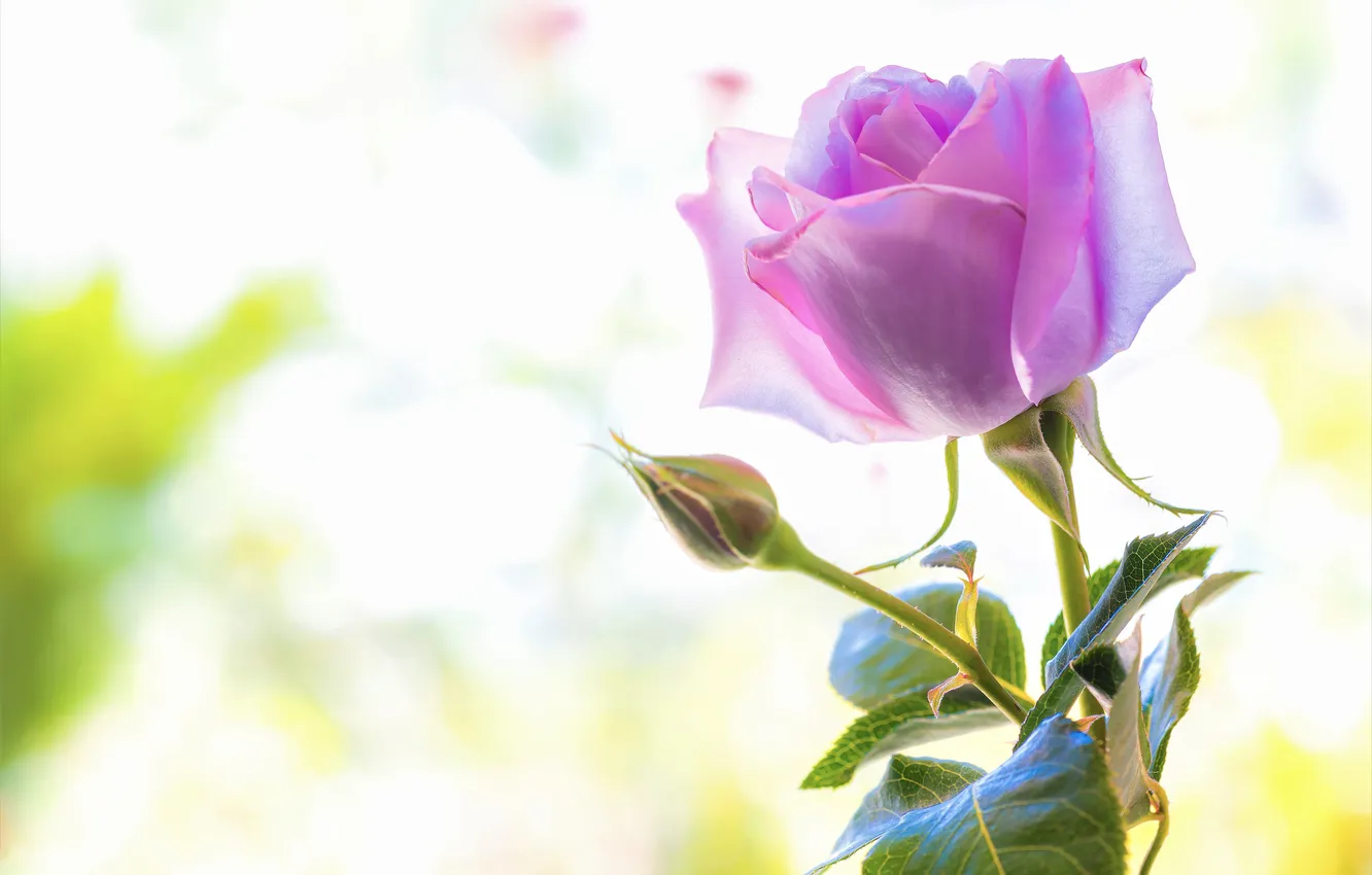 Photo wallpaper leaves, light, flowers, roses, stem, pink, light background, buds