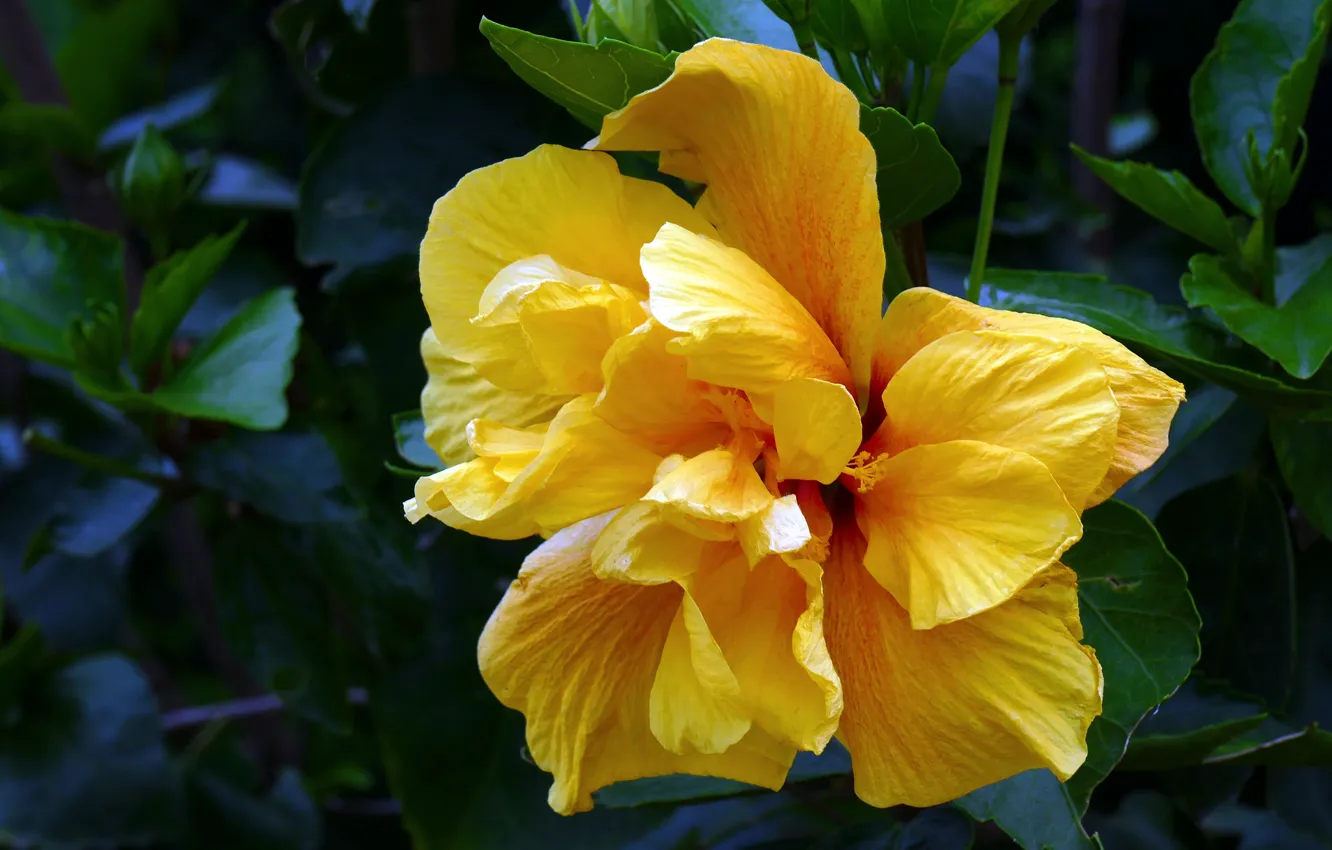 Photo wallpaper leaves, flowers, close-up, yellow, the dark background, petals, hibiscus, Terry