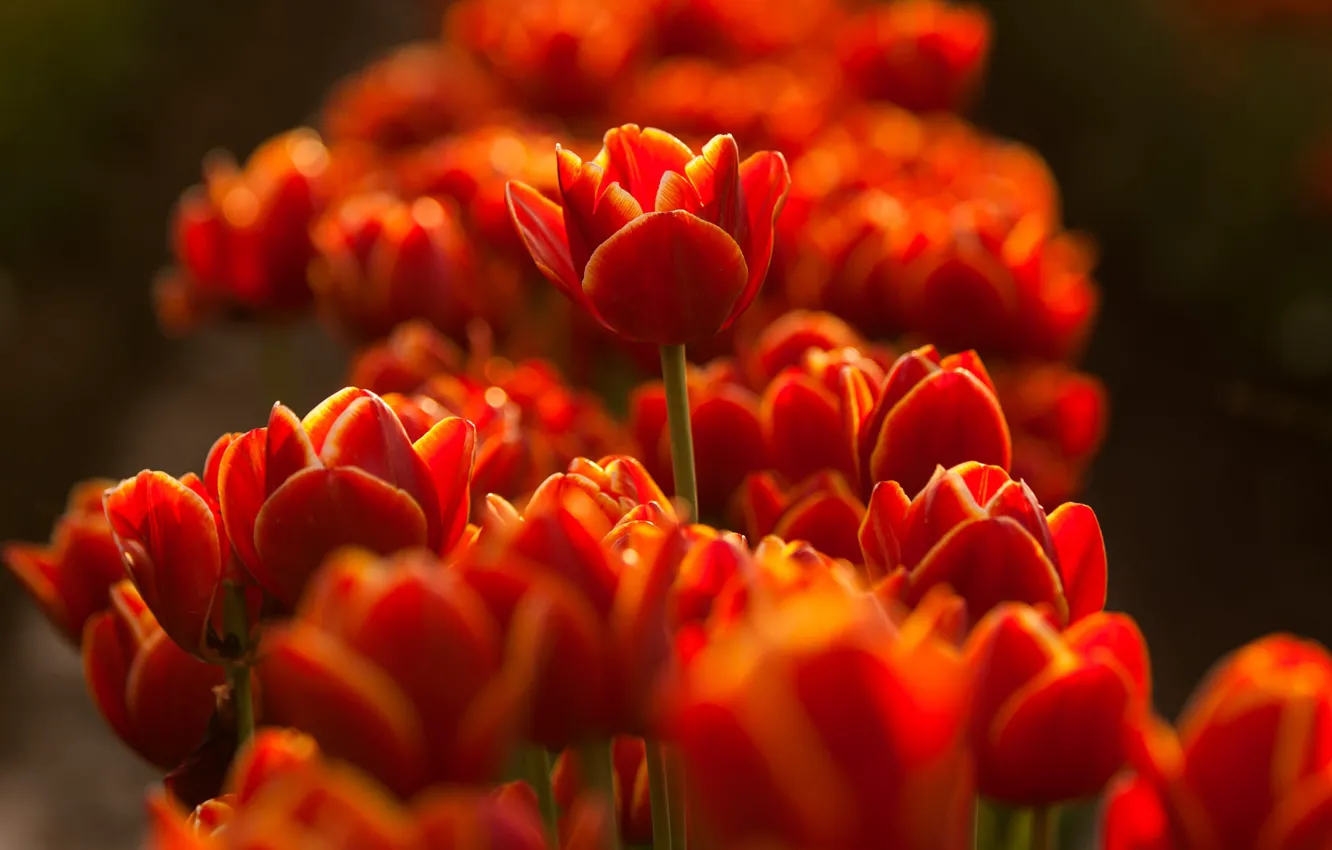 Photo wallpaper flowers, bright, tulips, red, flowerbed, bokeh