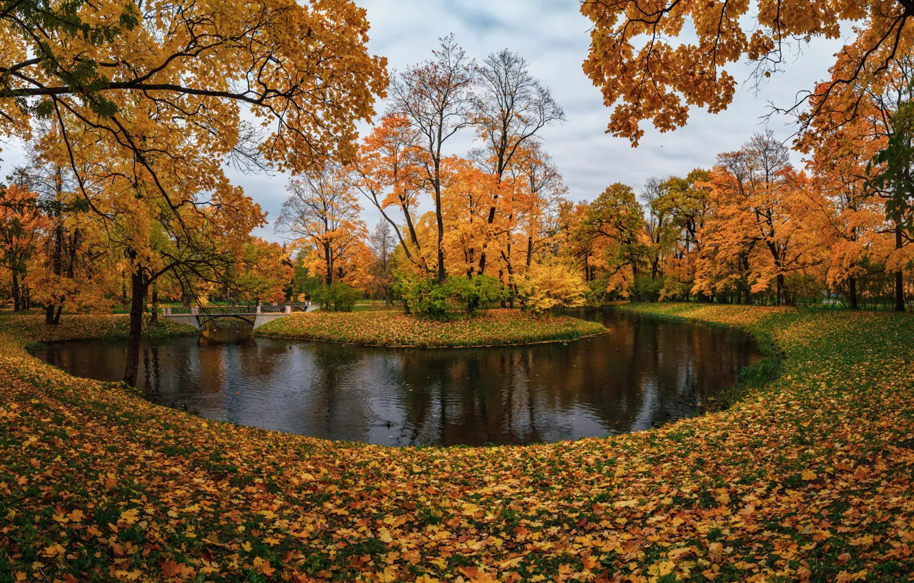 Photo wallpaper autumn, trees, pond, Park, Saint Petersburg, Russia, island, fallen leaves