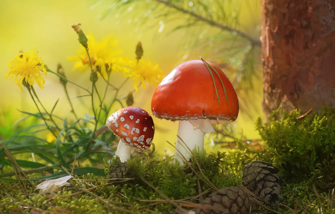Photo wallpaper autumn, trees, flowers, nature, mushrooms, moss, mushroom, bumps