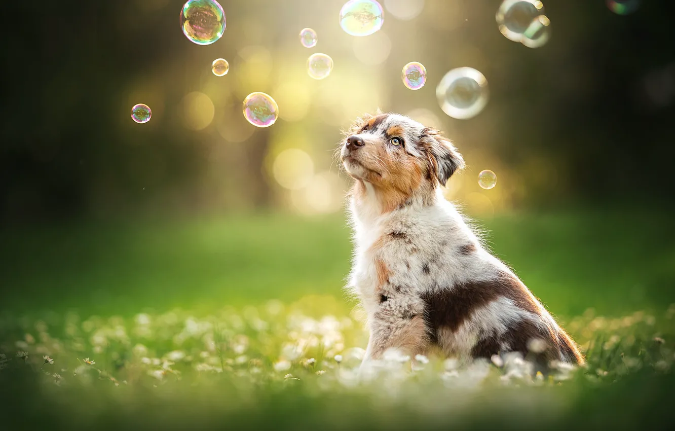 Photo wallpaper dog, bubbles, puppy, bokeh, doggie, Australian shepherd, Aussie
