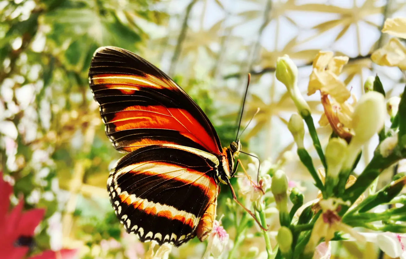 Photo wallpaper macro, butterfly, wings, beautiful, flowers, flowering, pollination, closeup