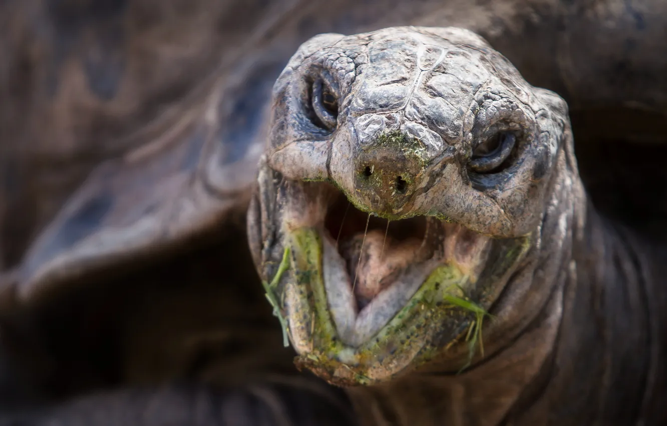 Photo wallpaper macro, nature, Aldabra Tortoise
