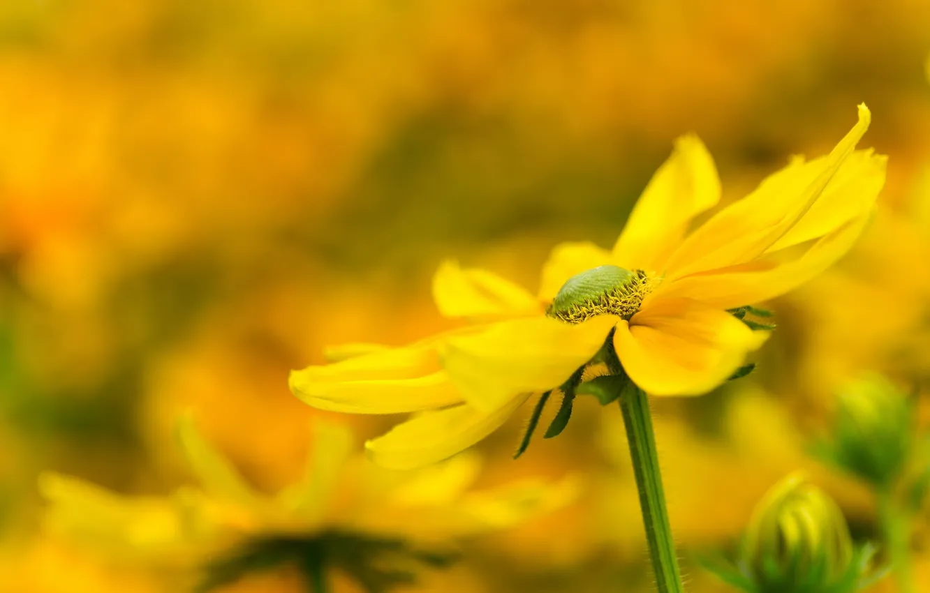 Photo wallpaper macro, flowers, nature