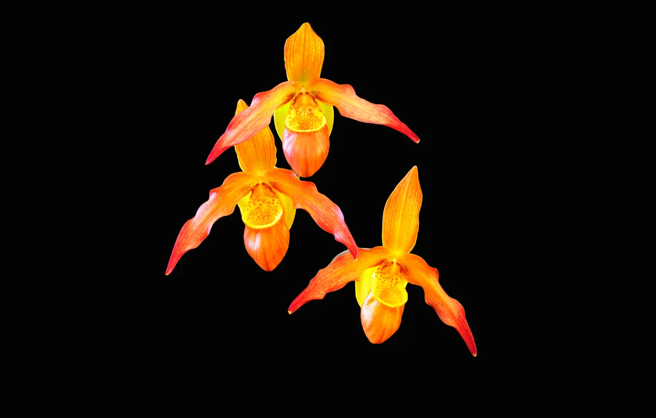 Photo wallpaper flowers, nature, background, petals, exotic