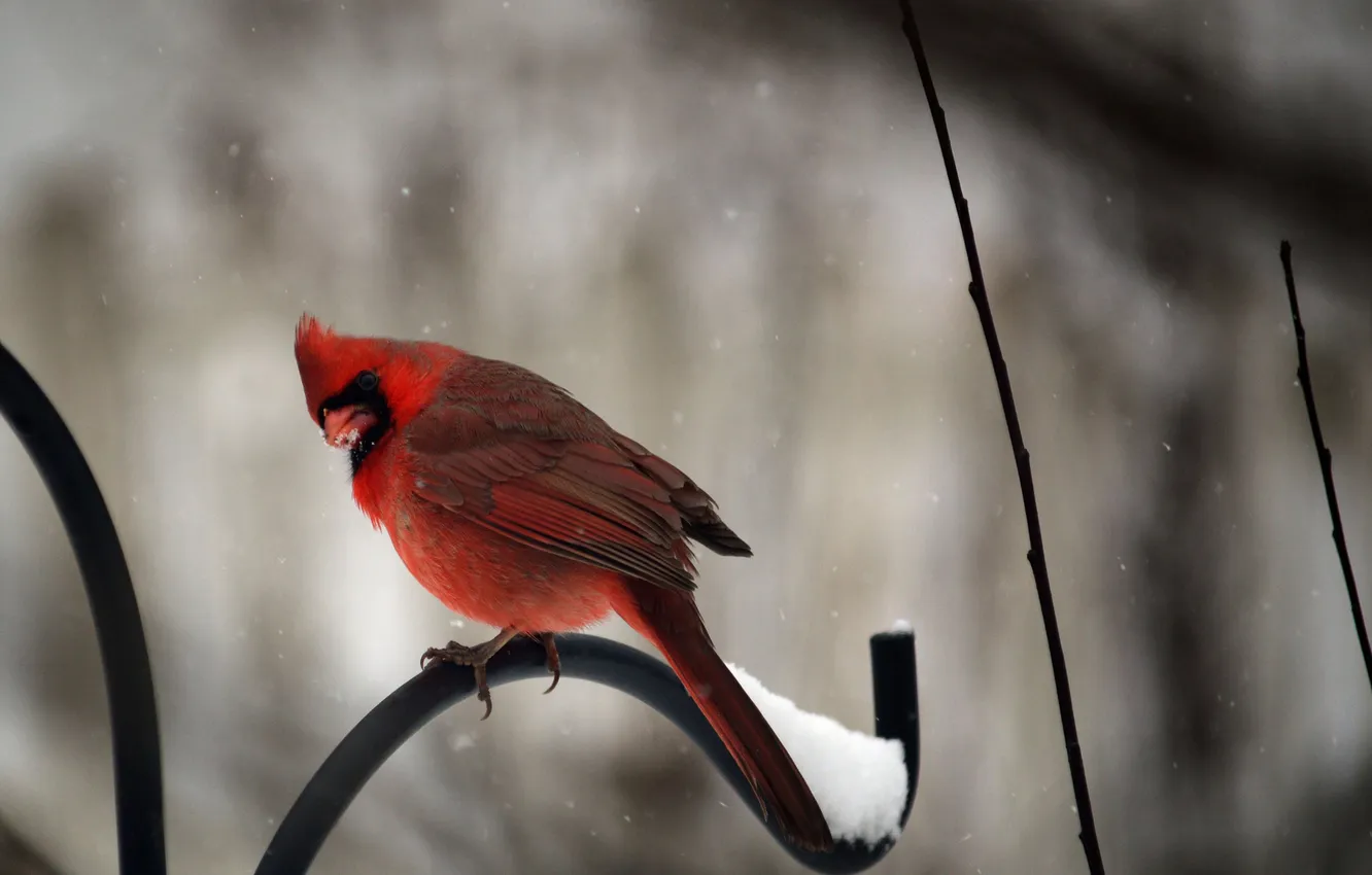 Photo wallpaper winter, snow, bird, the fence, red, cardinal, cardinal