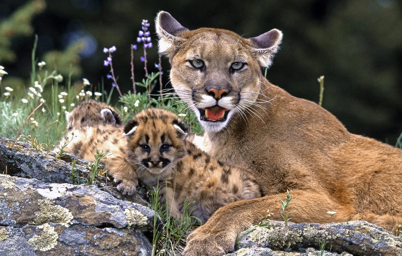 Photo wallpaper cat, grass, stones, cub, kitty, Puma, wild