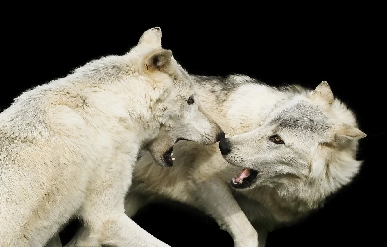 Photo wallpaper nature, background, wolf