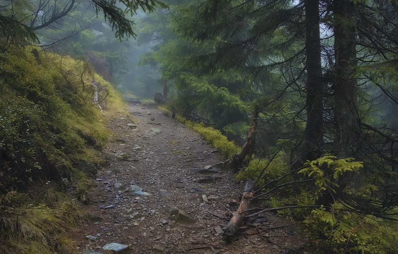 Photo wallpaper forest, trees, nature, fog, Ukraine, path, Ukraine, Carpathians