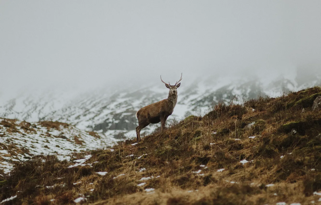 Photo wallpaper grass, horns, winter, snow, fog, hill, deer, mist