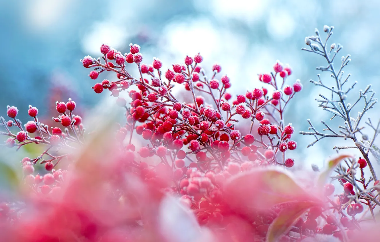 Photo wallpaper winter, frost, autumn, branches, berries, blur, fruit, pink