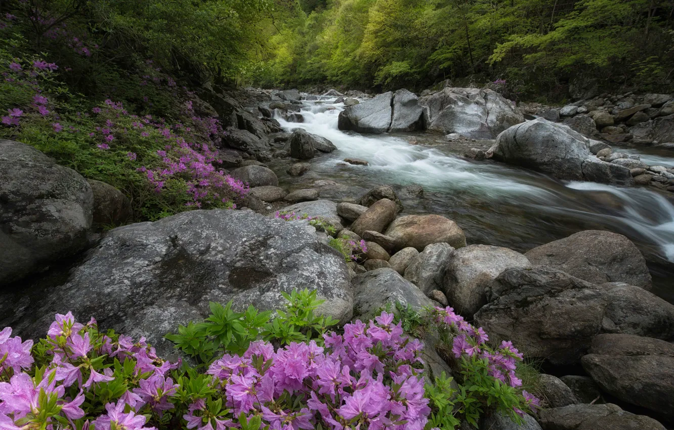 Photo wallpaper forest, flowers, stream, stones, shore, for, stream, spring