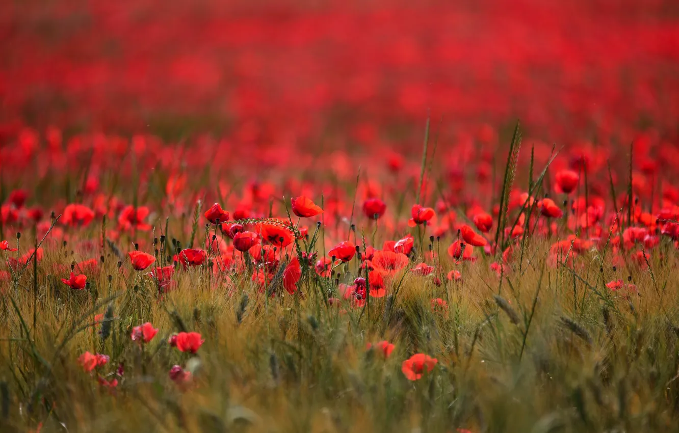 Photo wallpaper summer, flowers, red, glade, rye, Maki, ears, bokeh