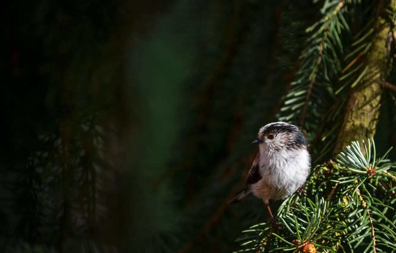 Photo wallpaper photo, bird, little bird, in the fir branches