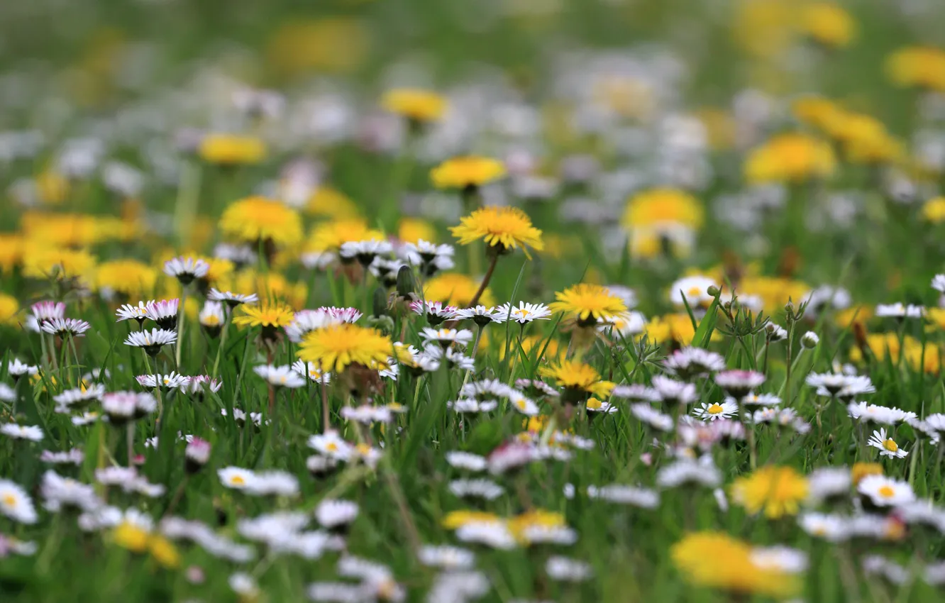 Photo wallpaper field, grass, dandelion, chamomile, meadow