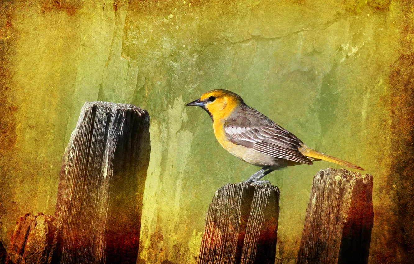 Photo wallpaper style, background, bird