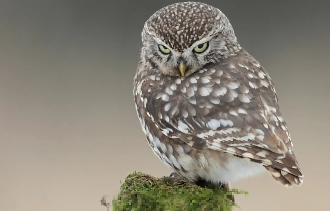 Photo wallpaper nature, owl, bird