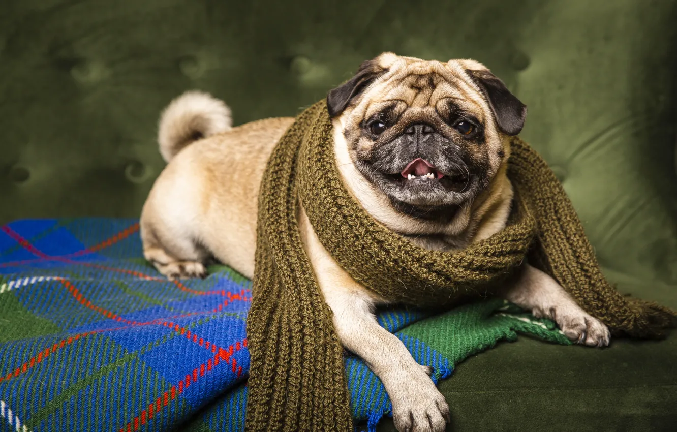 Photo wallpaper language, look, pose, green, background, sofa, dog, scarf