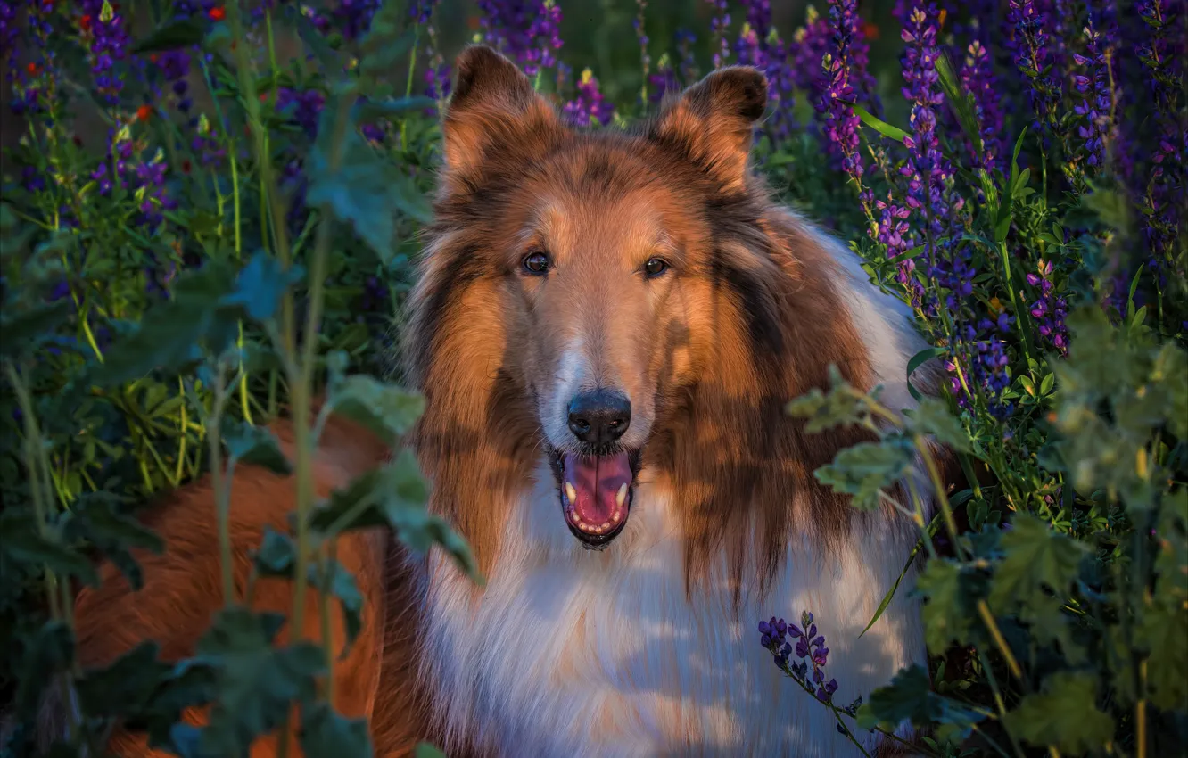 Photo wallpaper look, face, portrait, dog, collie, Sheltie