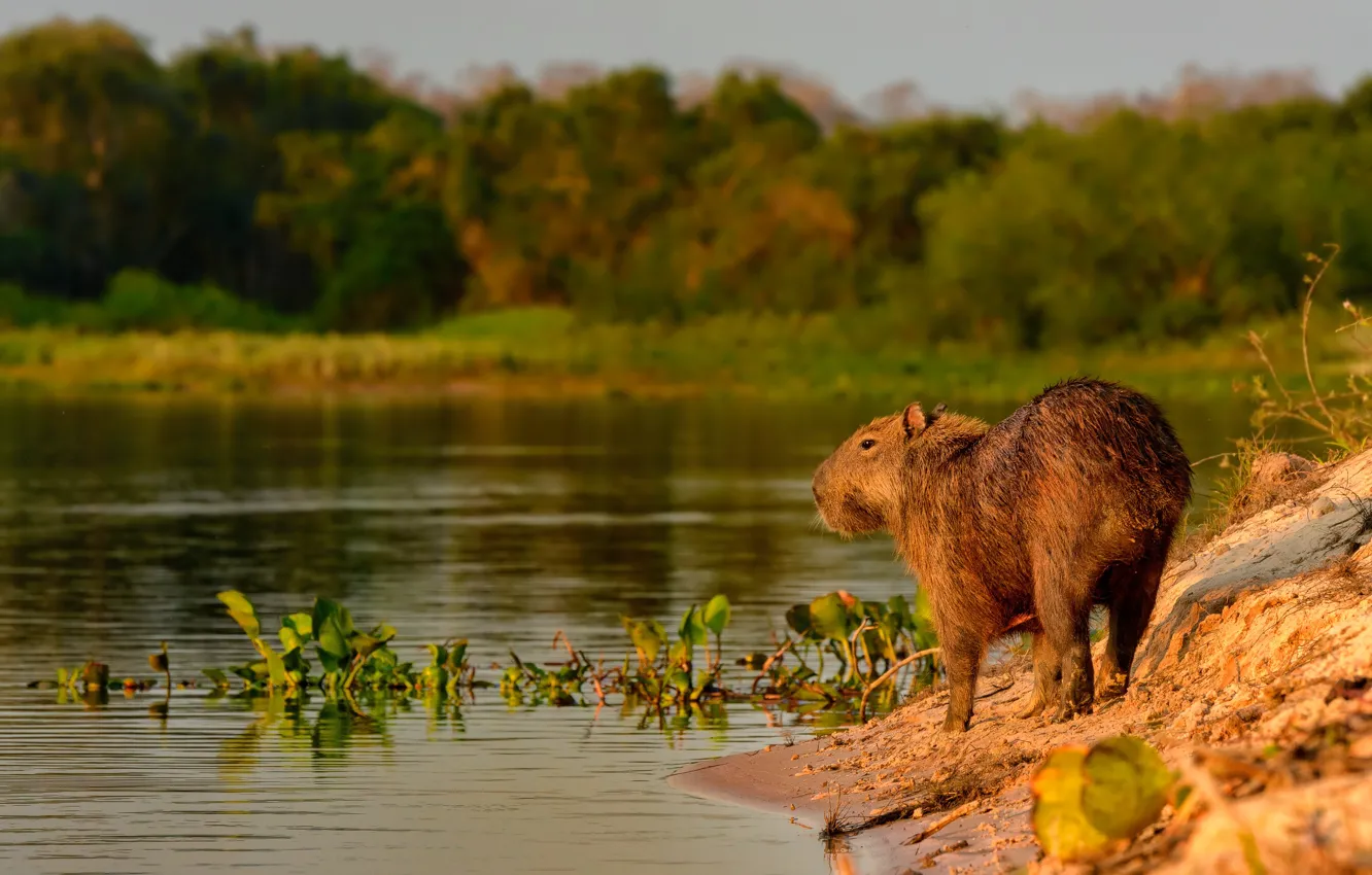 Photo wallpaper nature, shore, the evening, pond, the capybara, pig capybara, Vdovenko