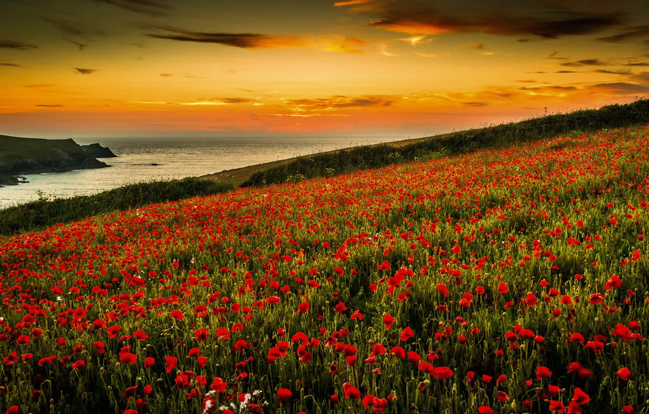 Photo wallpaper sea, flowers, Maki, the evening, slope, meadow