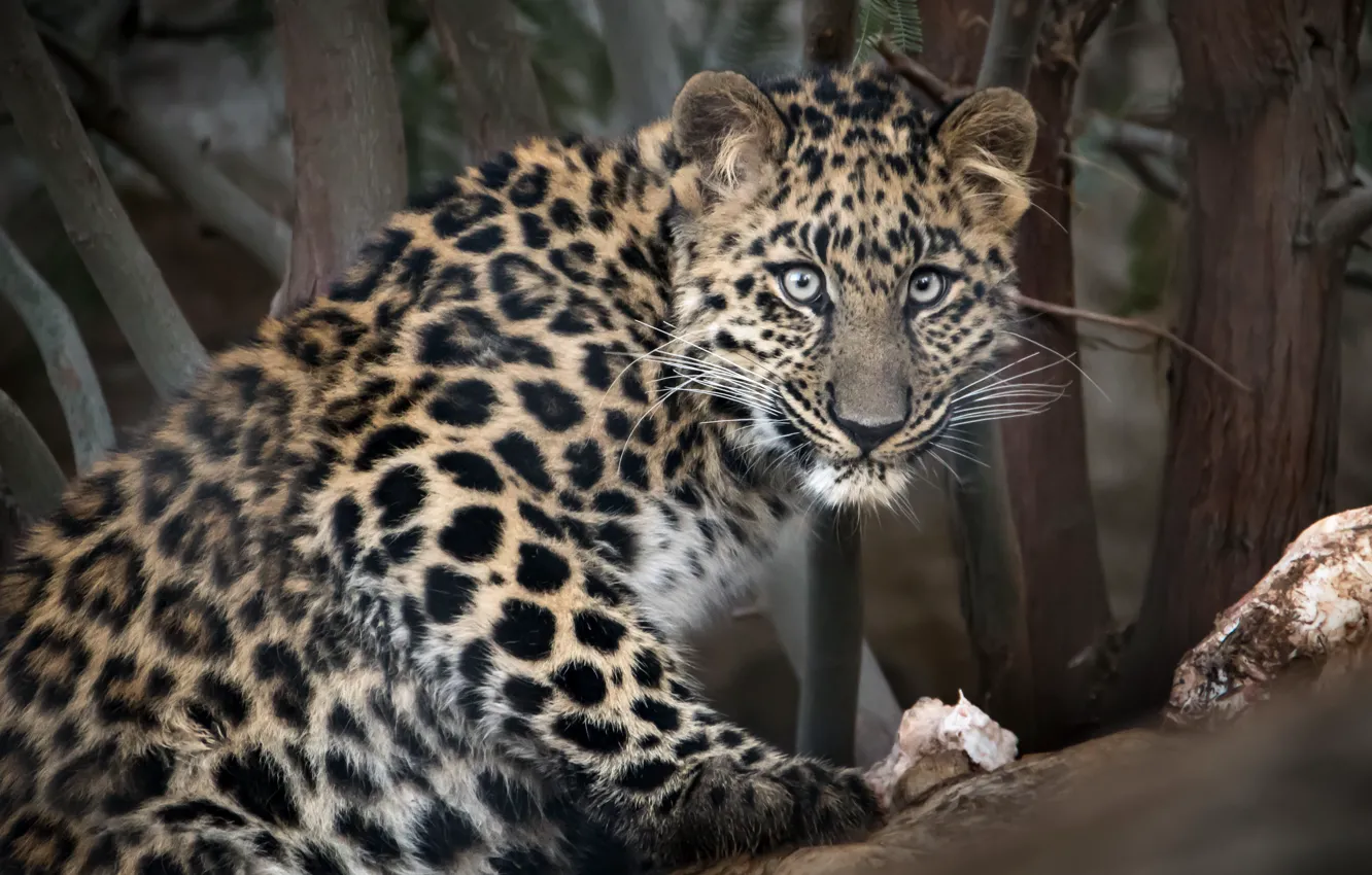 Photo wallpaper look, the Amur leopard, big cat, zoo San Diego