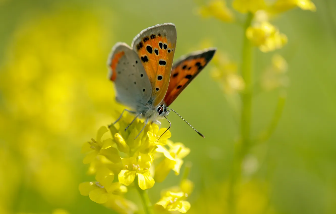 Photo wallpaper summer, macro, flowers, yellow, nature, butterfly, insect