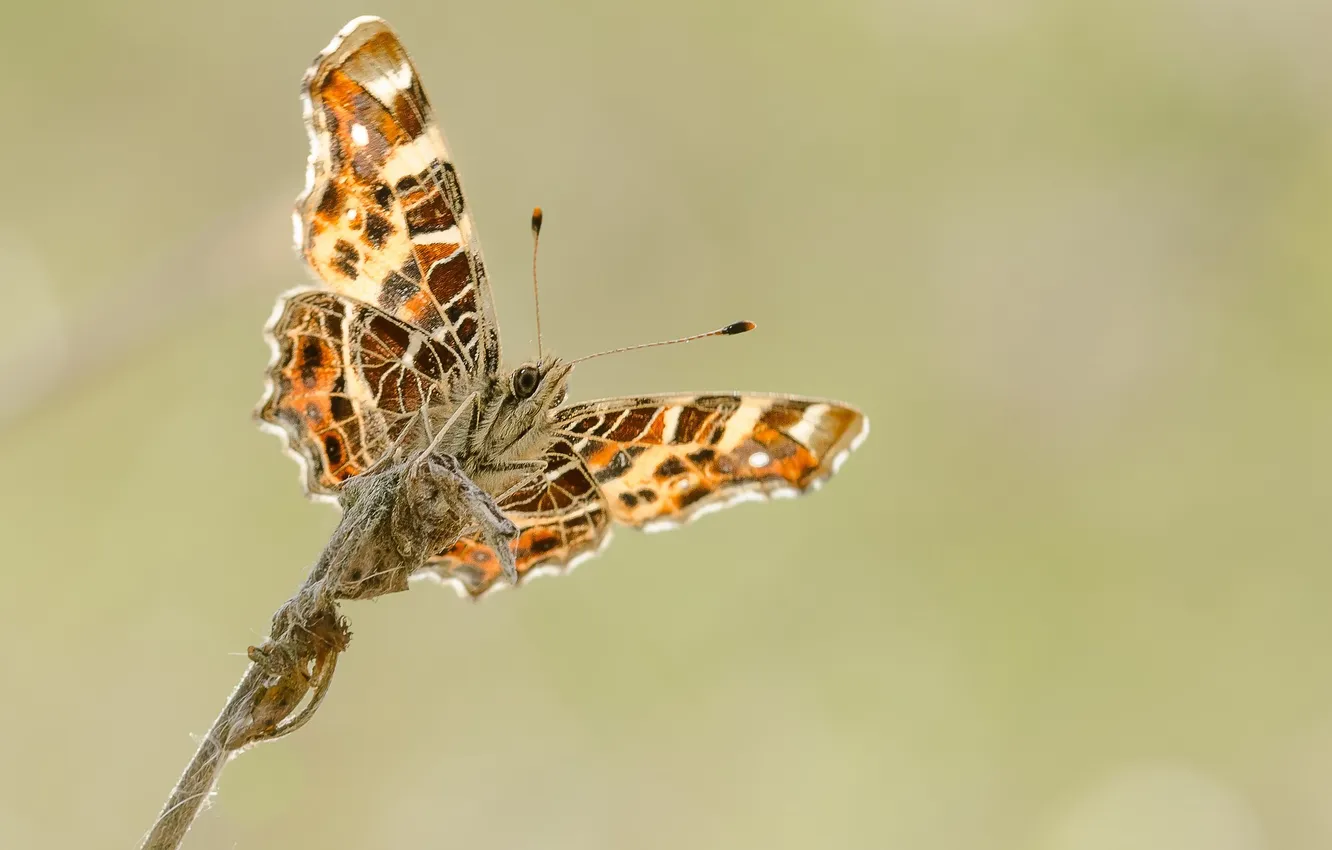 Photo wallpaper eyes, butterfly, wings, branch, antennae, wings