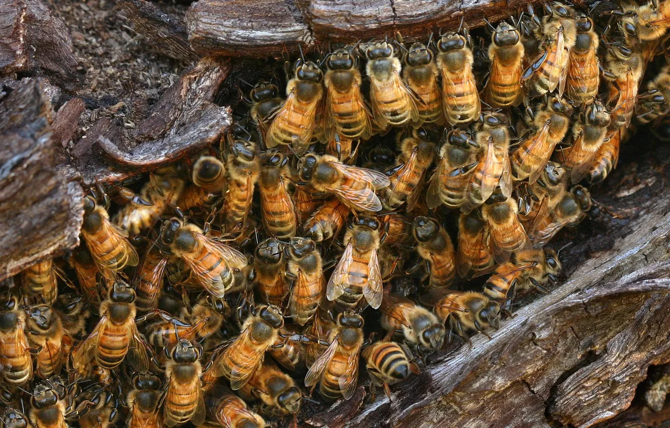 Photo wallpaper socket, insect, wild bees