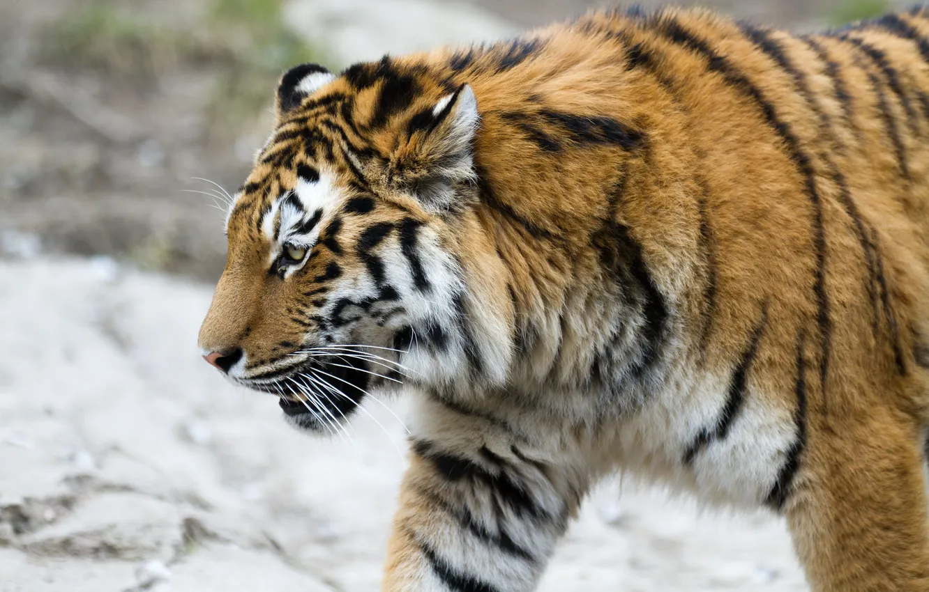 Photo wallpaper cat, tiger, profile, Amur