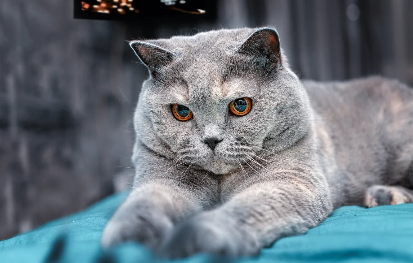 Photo wallpaper cat, grey, paws, muzzle, British Shorthair