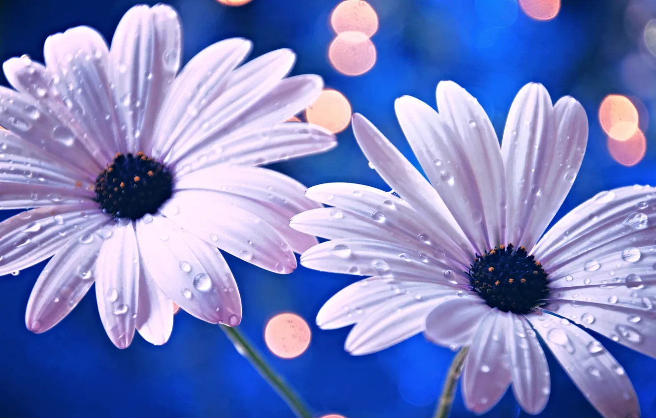 Photo wallpaper drops, flowers, Rosa, petals