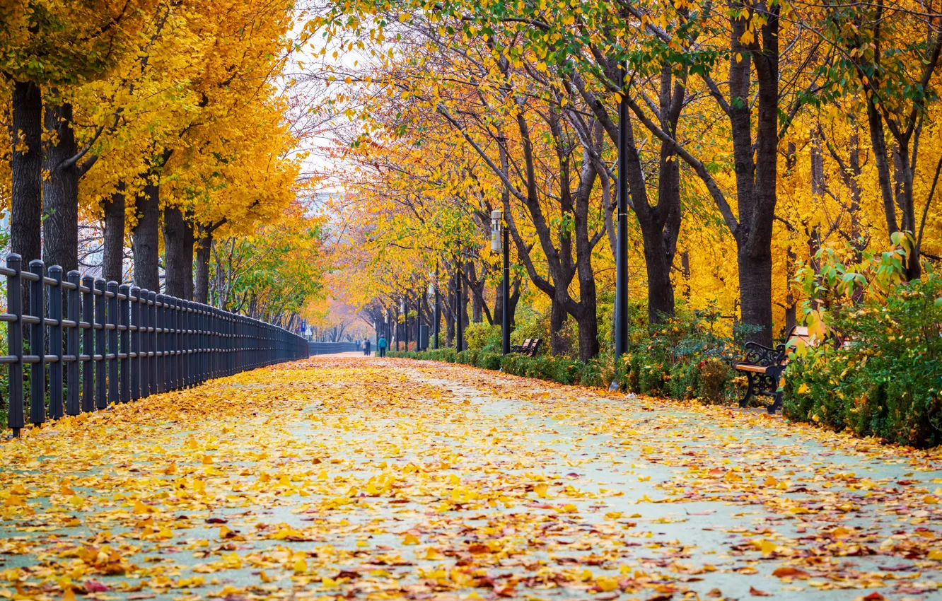 Photo wallpaper road, autumn, leaves, trees, Park, road, nature, park