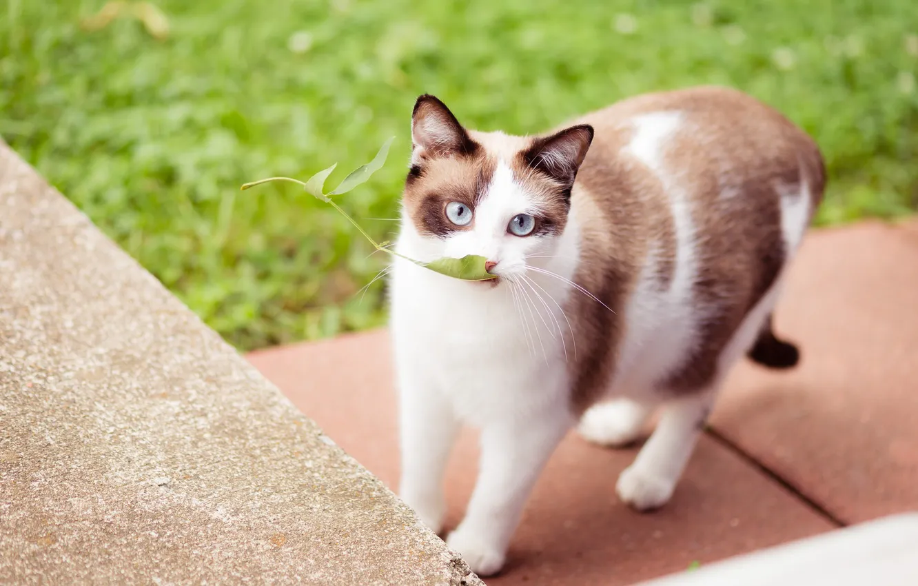 Photo wallpaper greens, cat, cat, look, pose, sprig, glade, tile