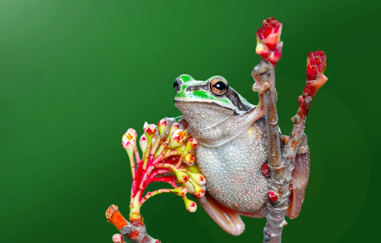 Photo wallpaper macro, branches, frog, buds, green background