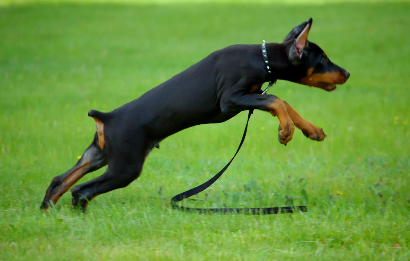 Photo wallpaper grass, baby, cable, puppy, collar, Doberman, playful, small