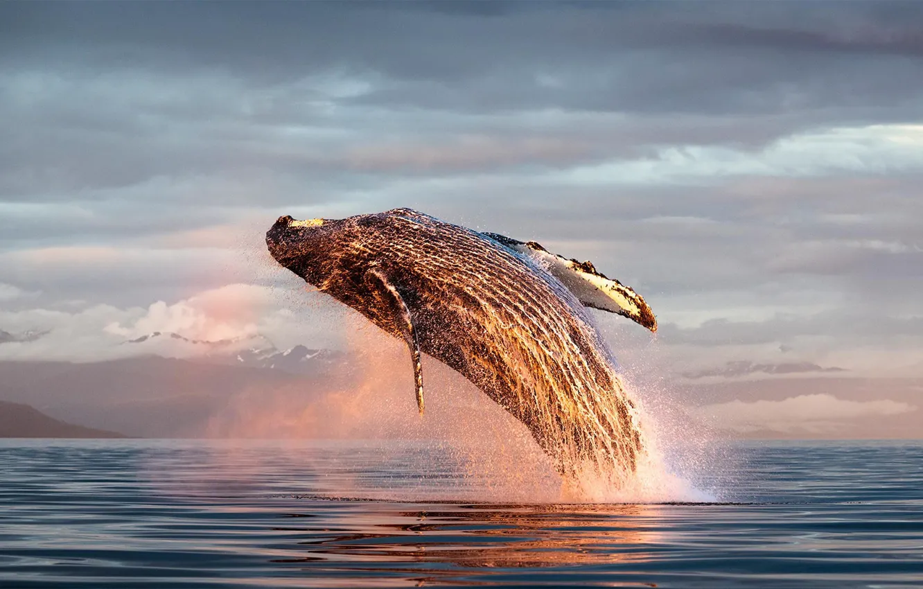 Photo wallpaper Alaska, mammal, humpback whale