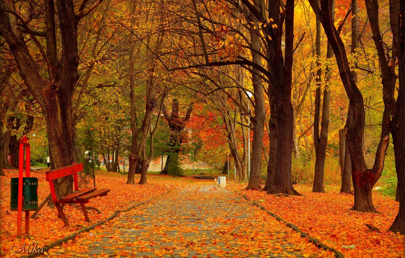 Photo wallpaper Autumn, Trees, Bench, Park, Fall, Foliage, Park, Autumn