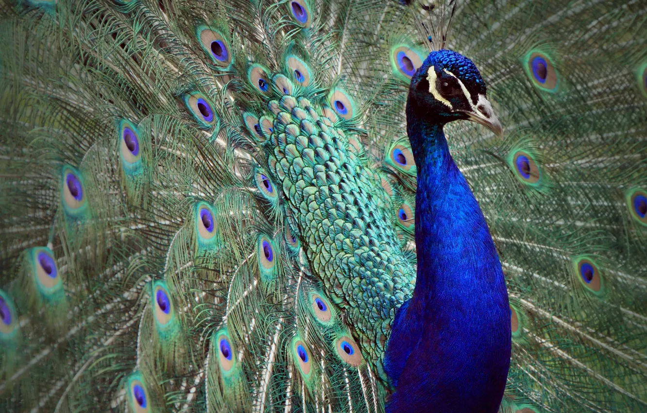 Photo wallpaper look, bird, pattern, feathers, tail, peacock