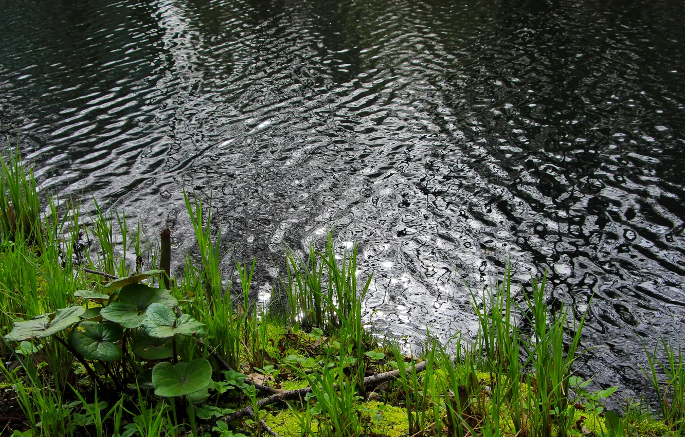 Photo wallpaper water, lake, plant, pond