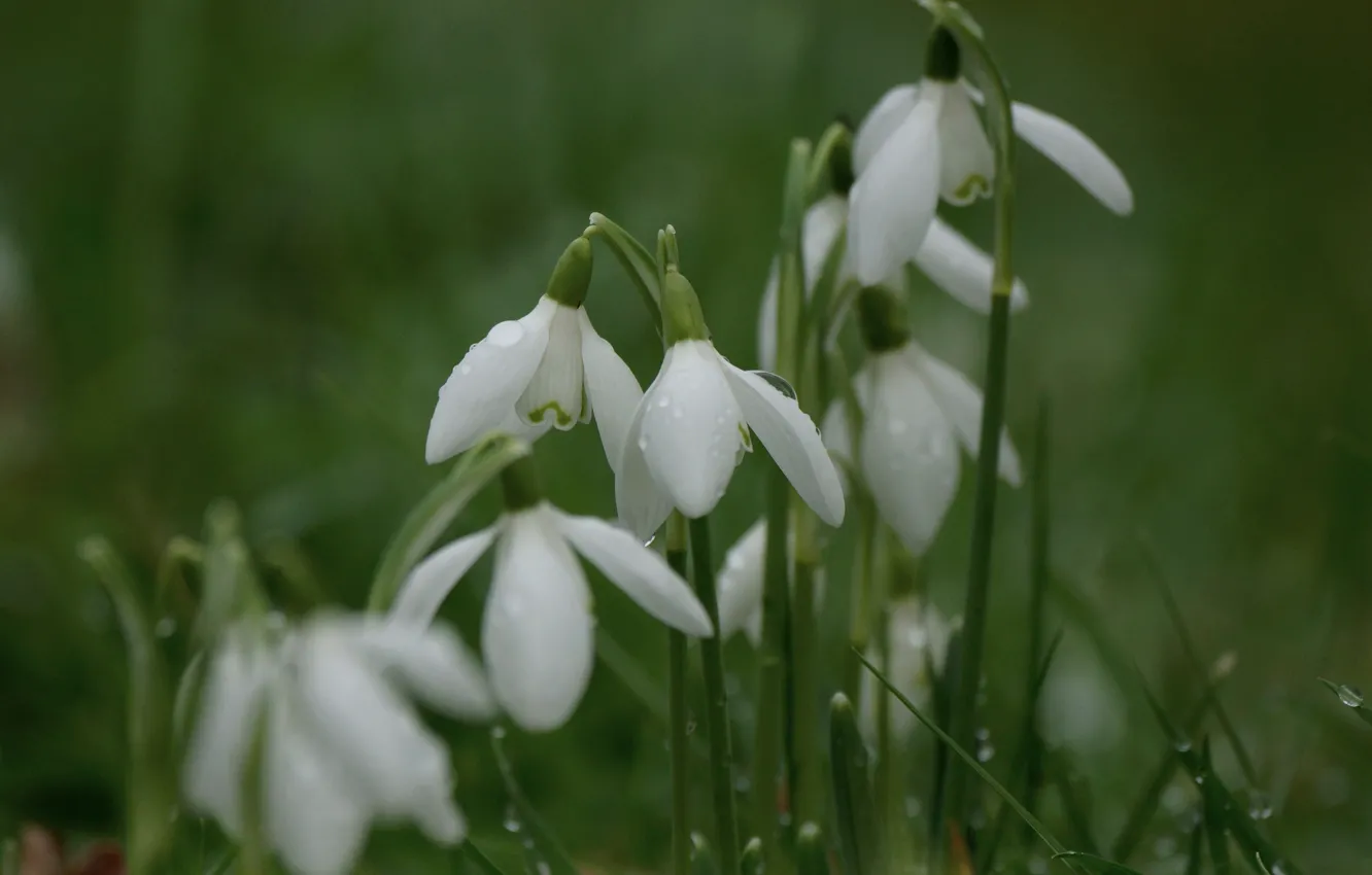 Photo wallpaper macro, spring, snowdrops, Galanthus