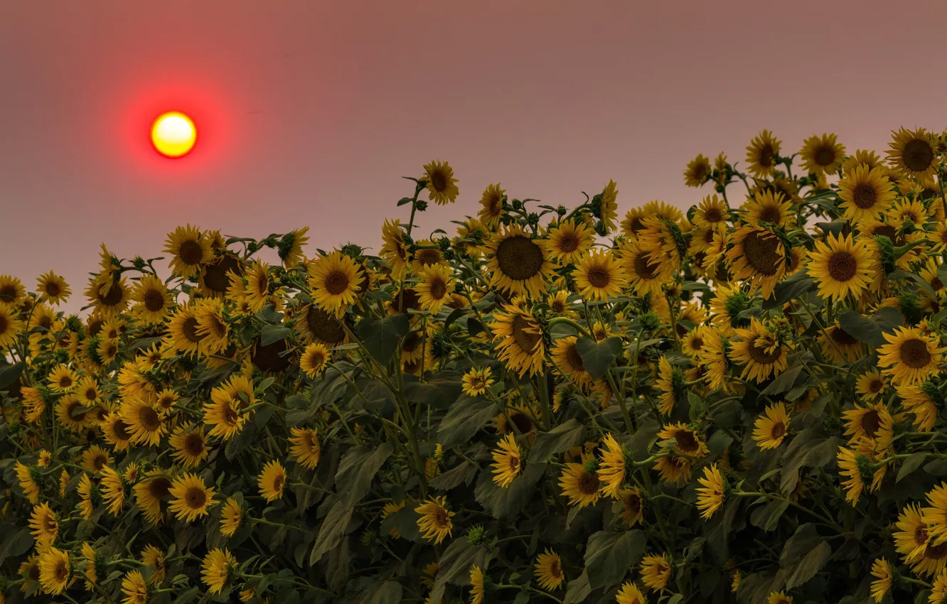 Photo wallpaper field, the sun, sunflowers, sunset