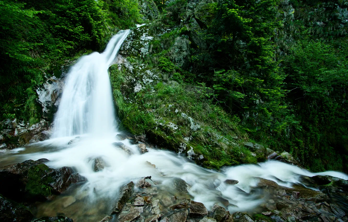 Photo wallpaper greens, forest, water, trees, nature, stream, stones, waterfall