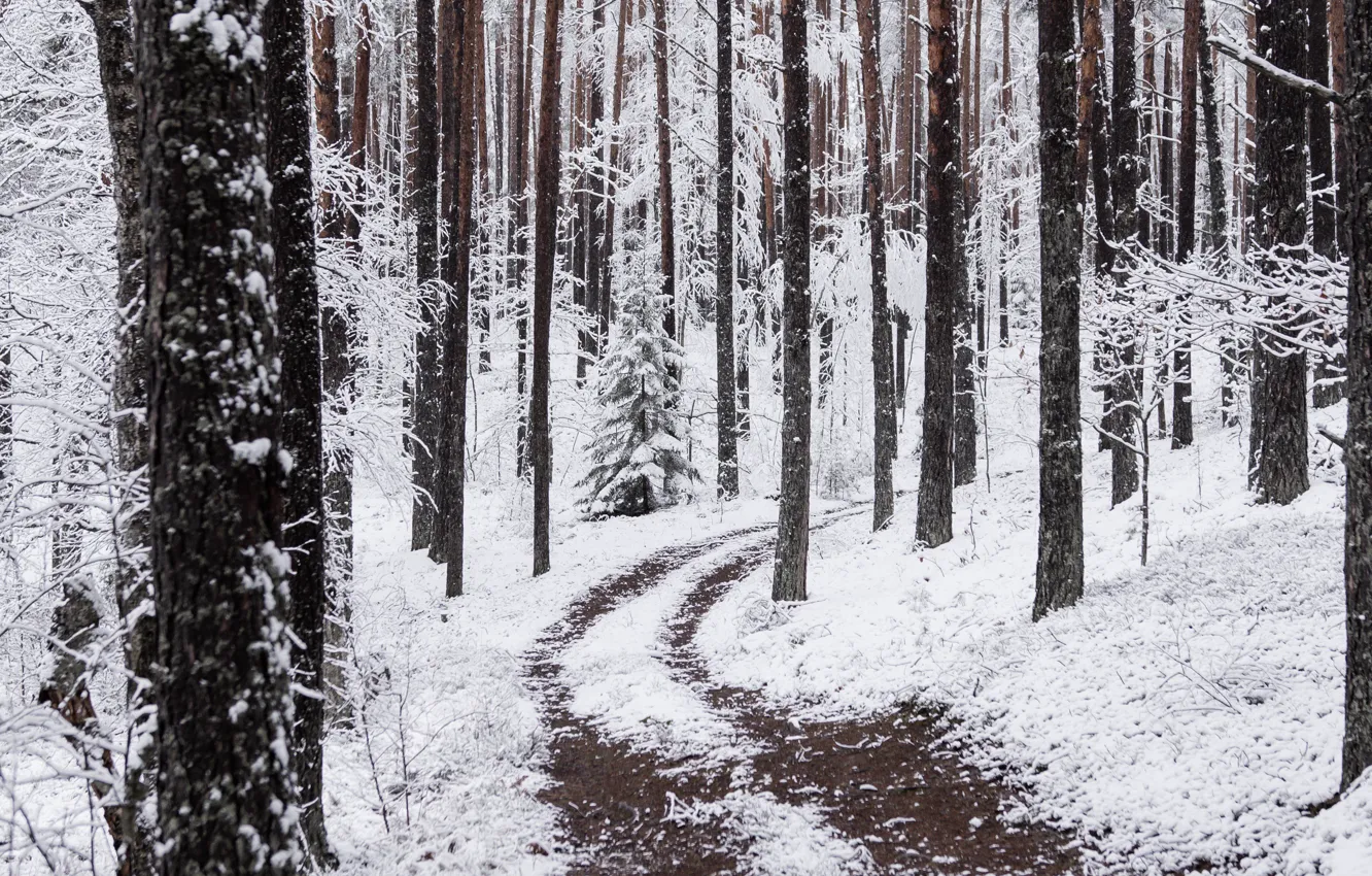 Photo wallpaper winter, forest, snow, trees, nature, path