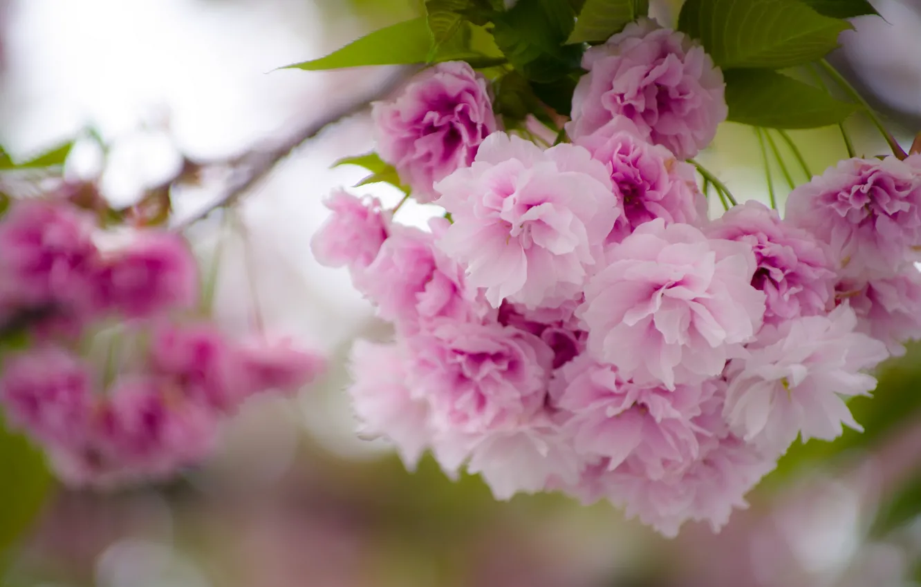 Photo wallpaper macro, flowers, branches, cherry, spring, Sakura, flowering