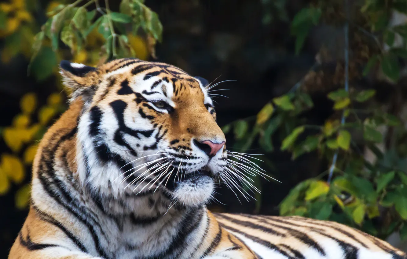 Photo wallpaper nature, tiger, predator, bokeh