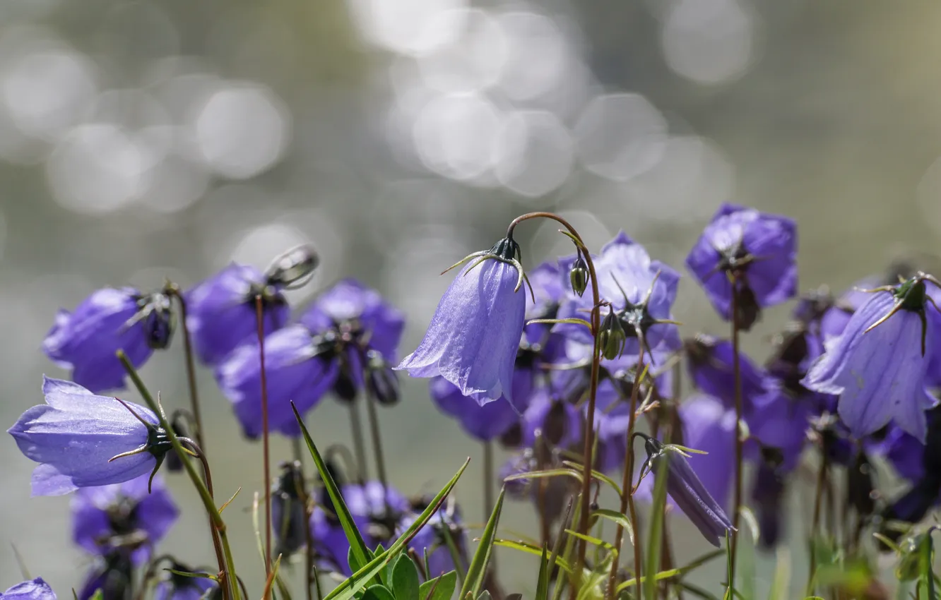 Photo wallpaper summer, light, flowers, stem, bells, lilac, bokeh, blurred background