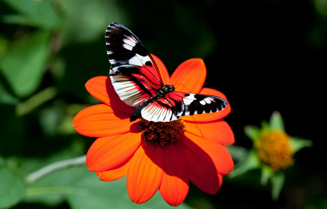 Photo wallpaper flower, butterfly, Astra